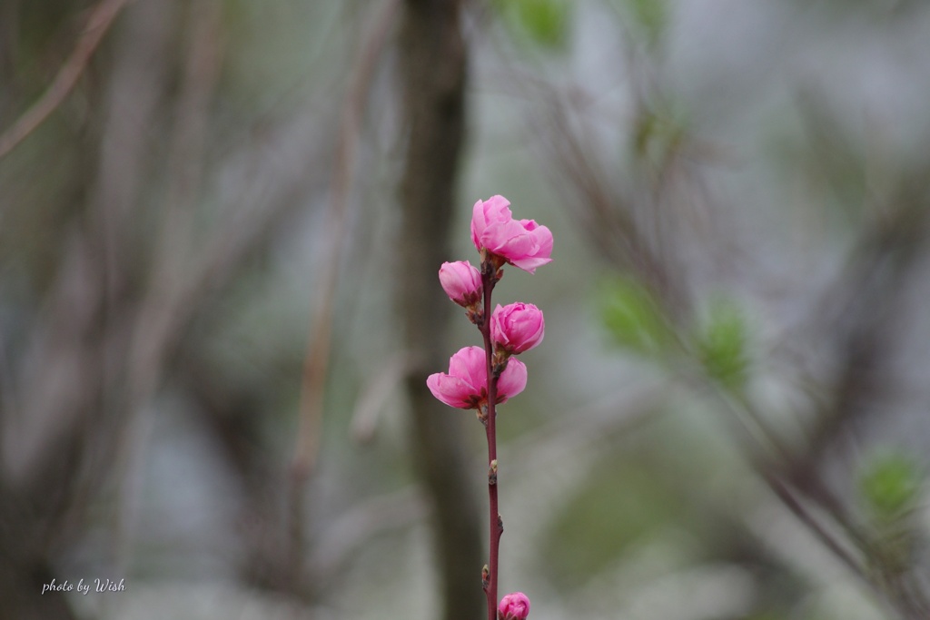 花桃が咲く時期に