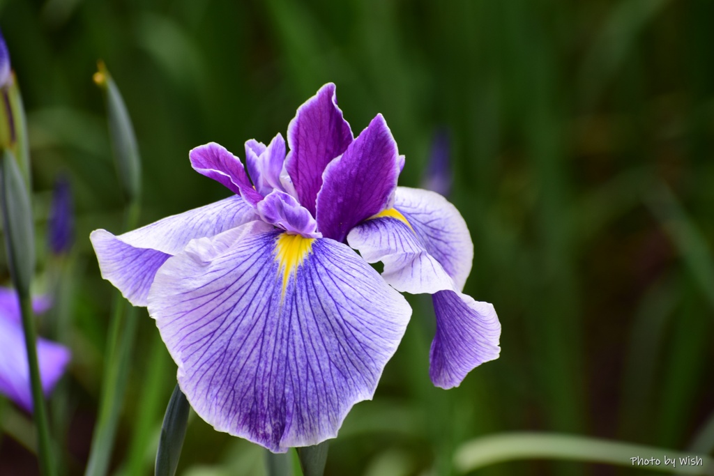 花菖蒲