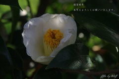 明けましておめでとうございます。