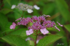 紫陽花の季節