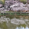 水面に映して