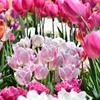 華やか