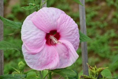 夏の大輪の花