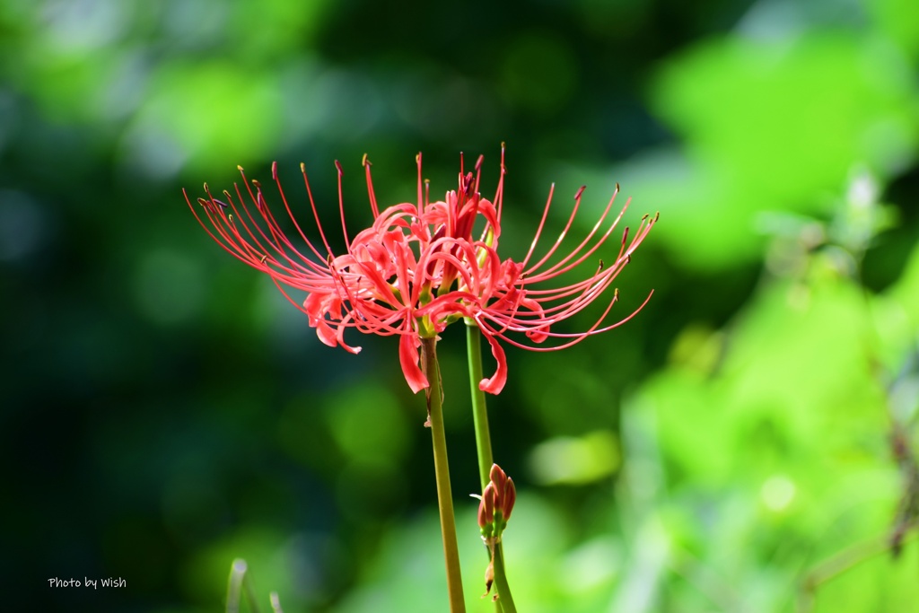 開花はじまる：砺波市船戸ダム