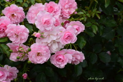ピンク色の薔薇