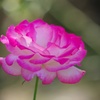 秋薔薇：秋空に照らされ