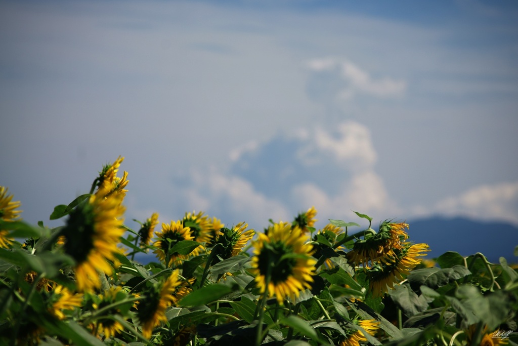 夏雲とひまわり