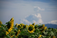 夏雲とひまわり
