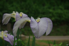 頼成の森