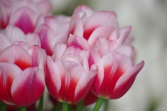 artless beauty