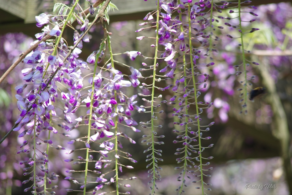 藤の花