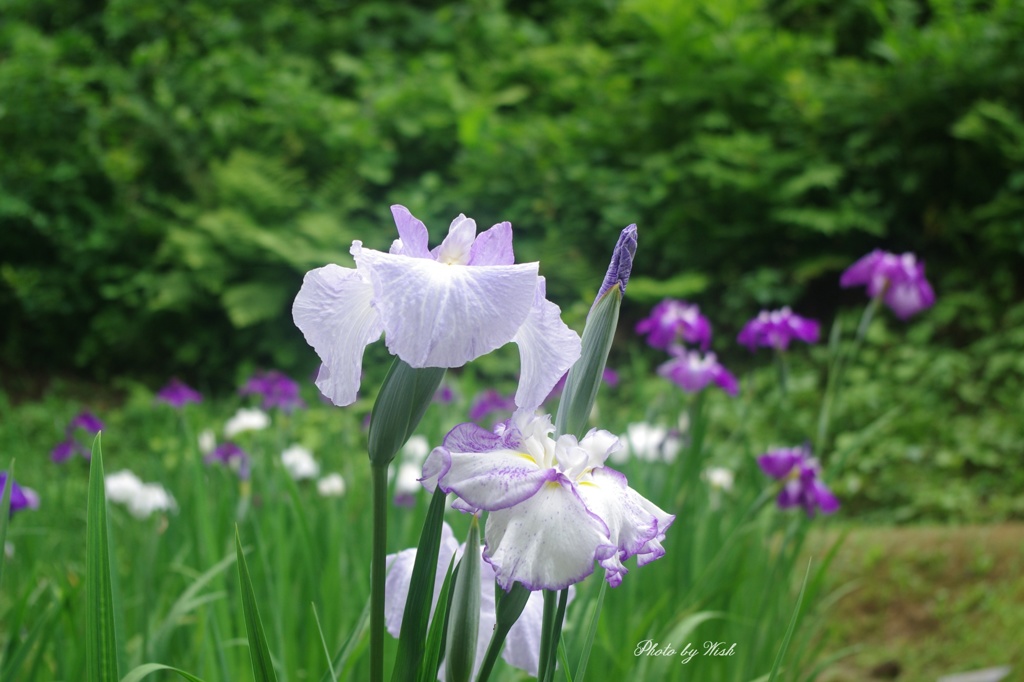 花菖蒲