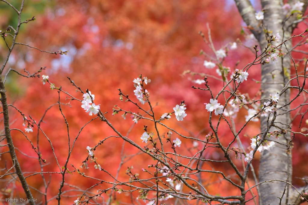 晩秋の風景