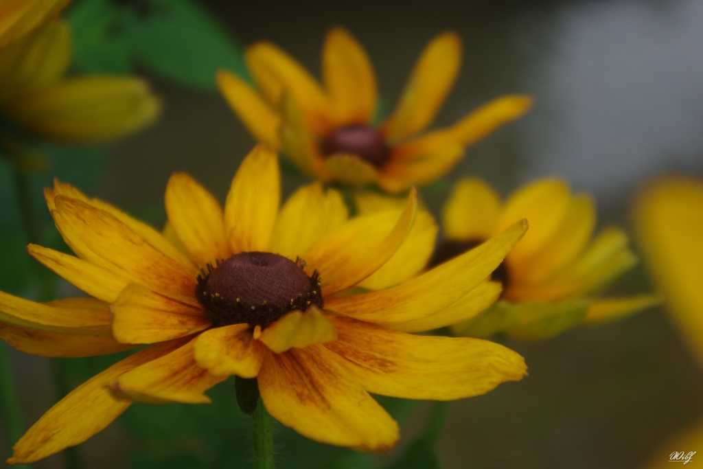 夏の花