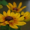 夏の花