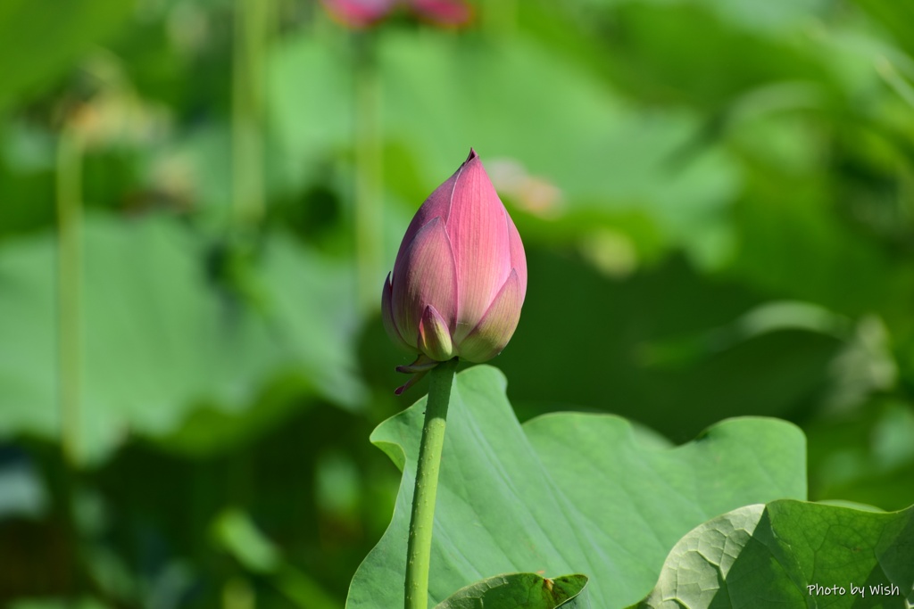 蕾