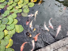 たわむれ