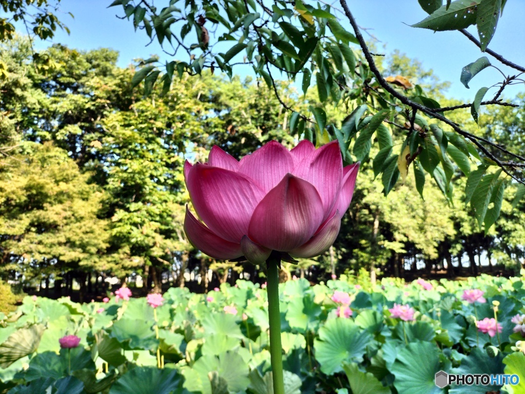 今朝の蓮の花