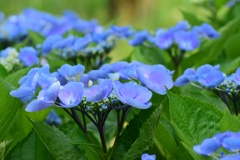 額紫陽花