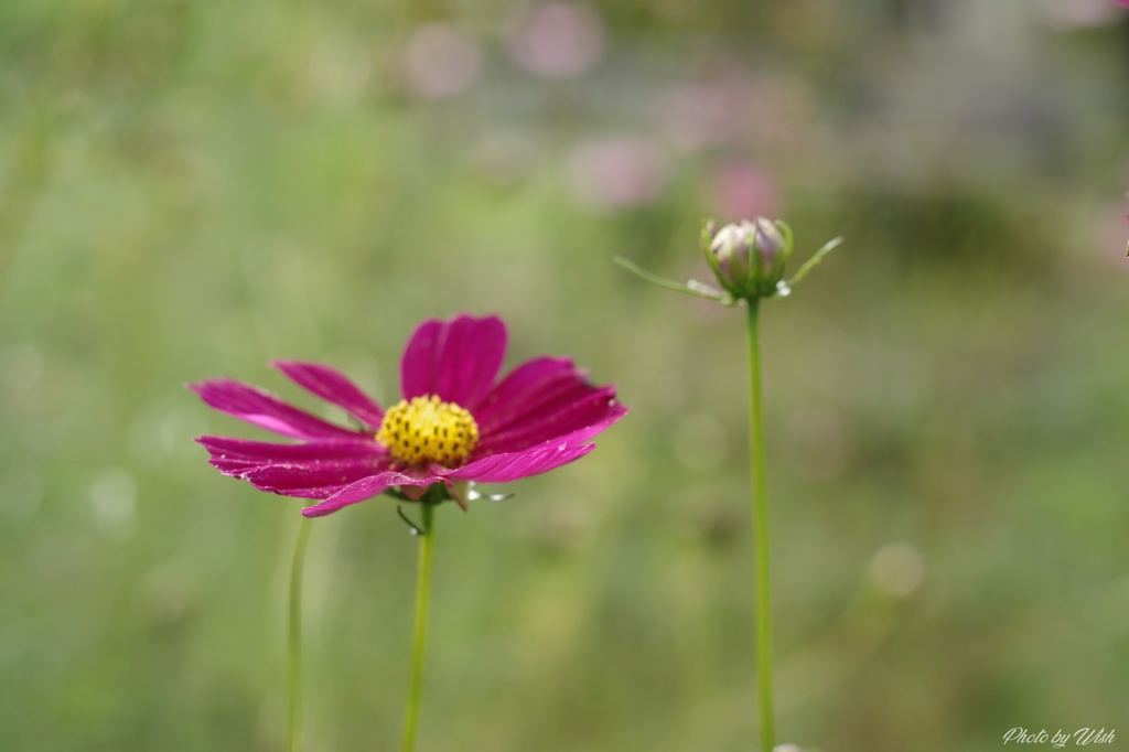 秋桜
