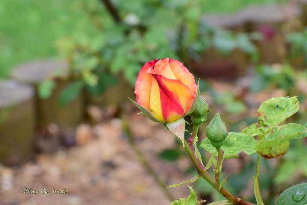 Rose bud