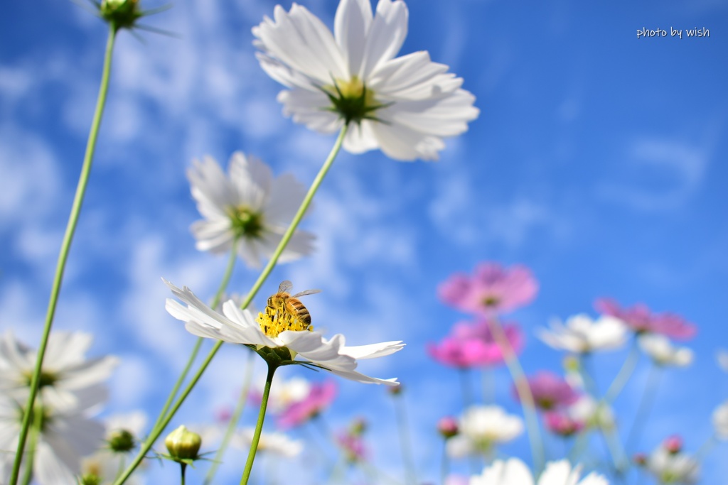 花粉採集