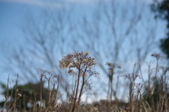 冬の紫陽花②