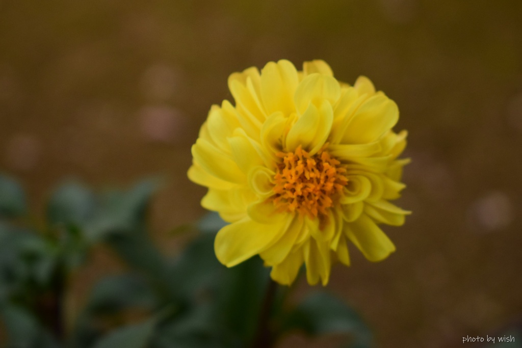 dahlia