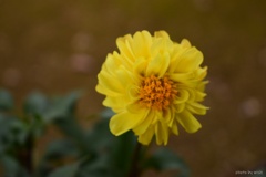 dahlia