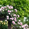 ２色のつる薔薇