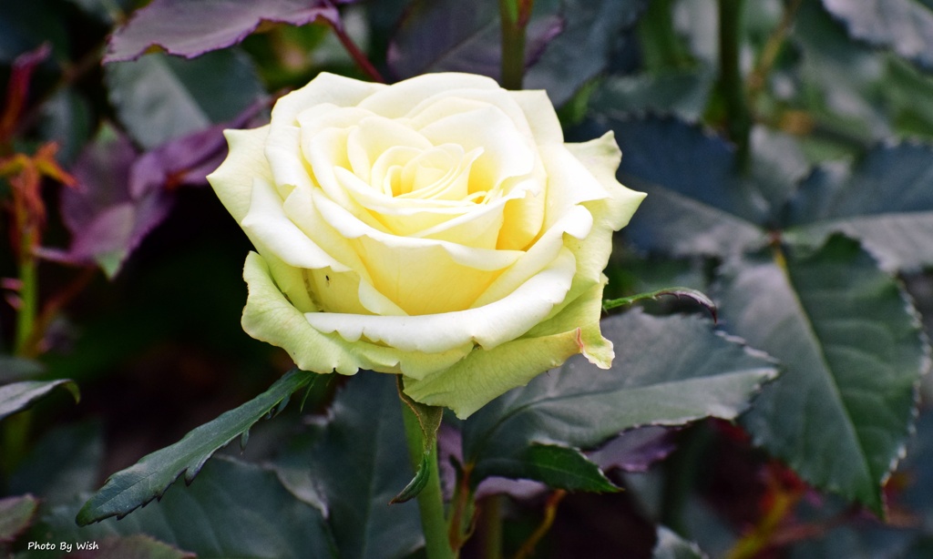 light　Yellow
