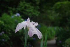 卯辰山花菖蒲園