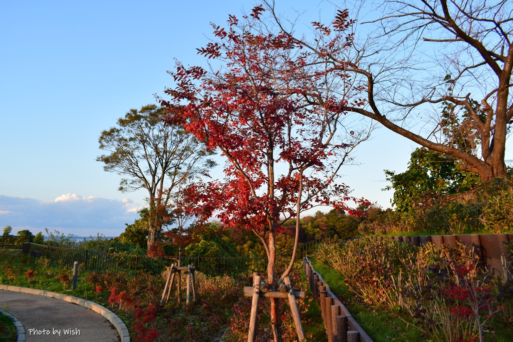 紅葉樹