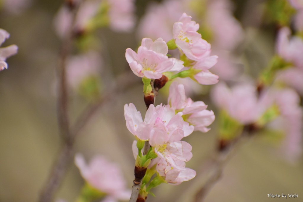 啓翁桜