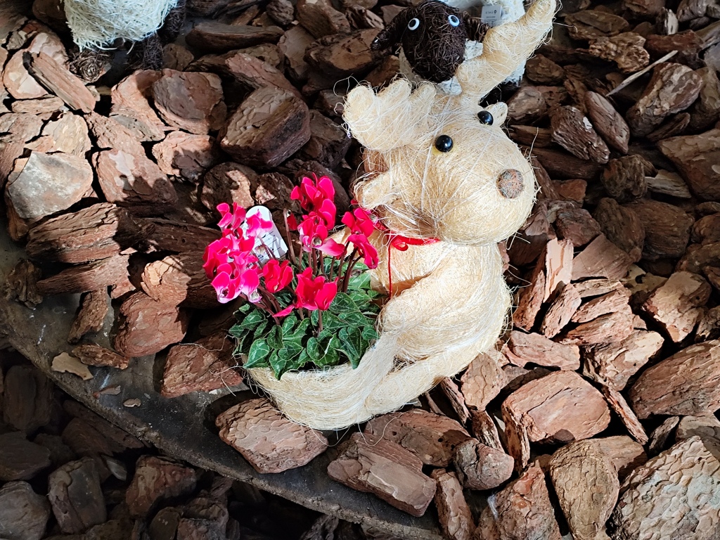 シクラメンを背負う