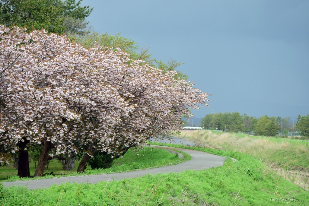 八重桜並木歩道