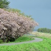 八重桜並木歩道