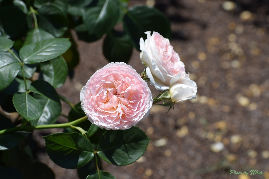 6月の薔薇