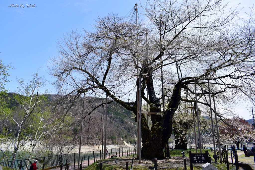 荘川桜