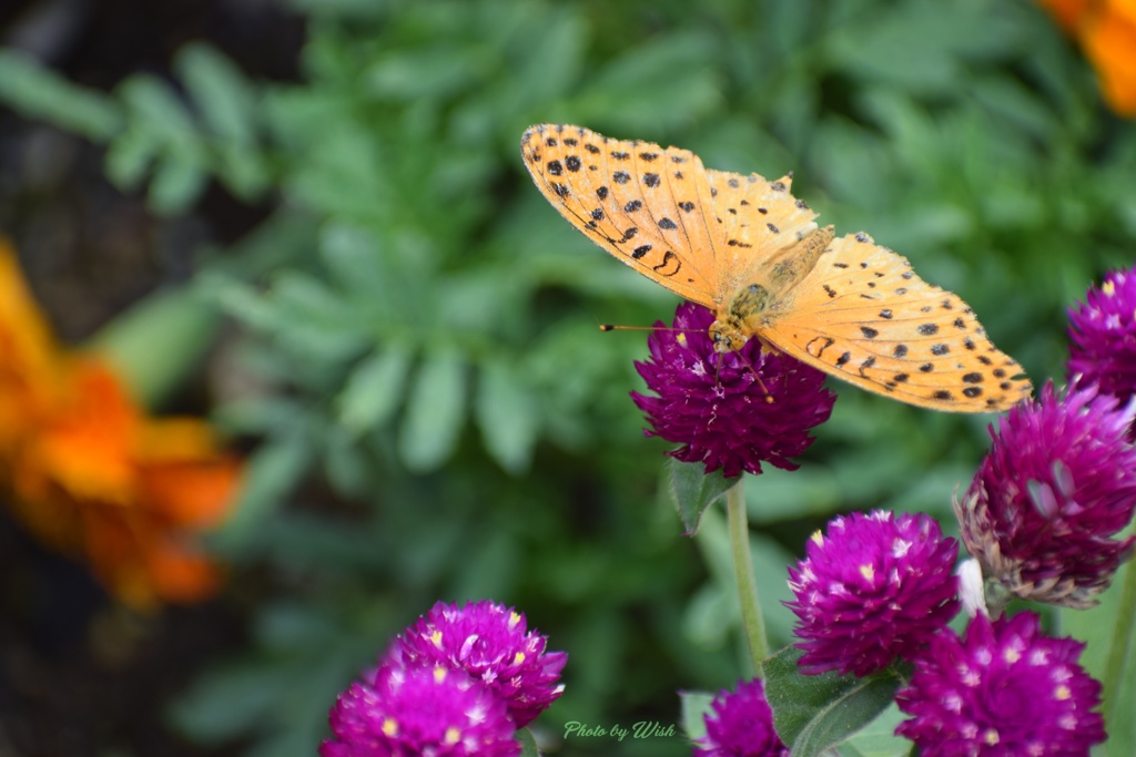 花の蜜に夢中