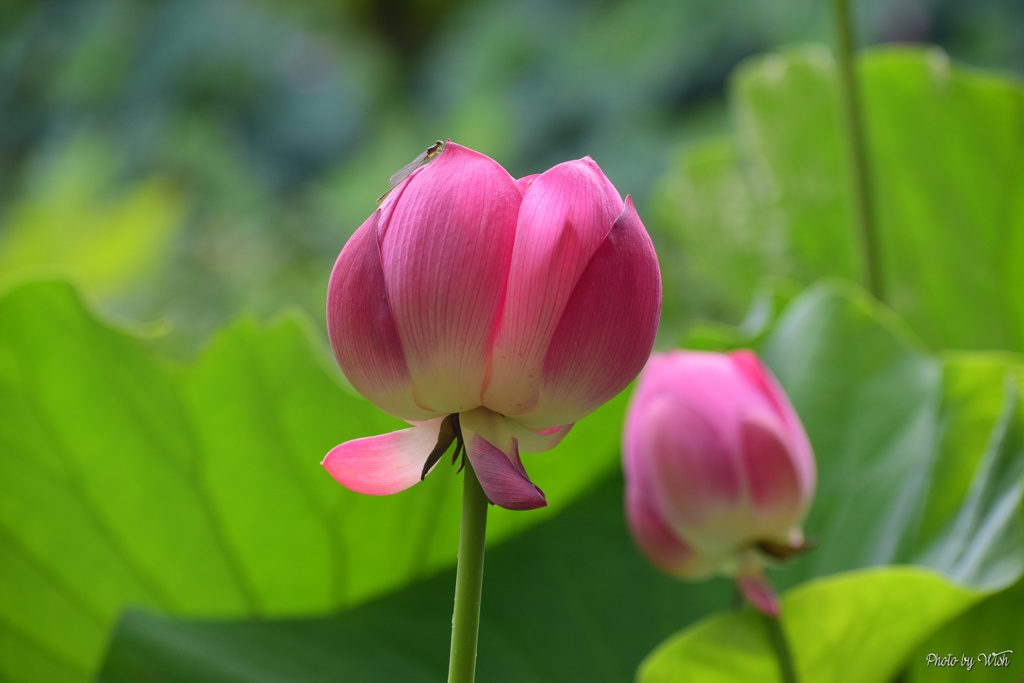 Twin by ういっしゅ （ID：13093826） - 写真共有サイト:PHOTOHITO