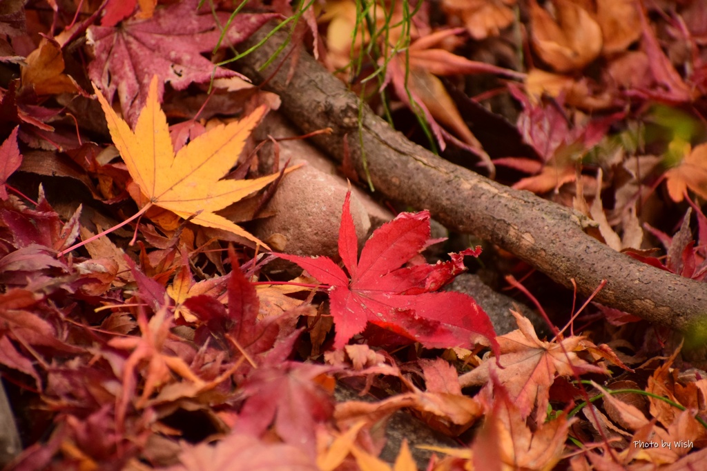 黄金色と紅色