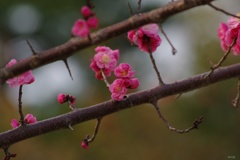 紅梅：蕾から開花まで