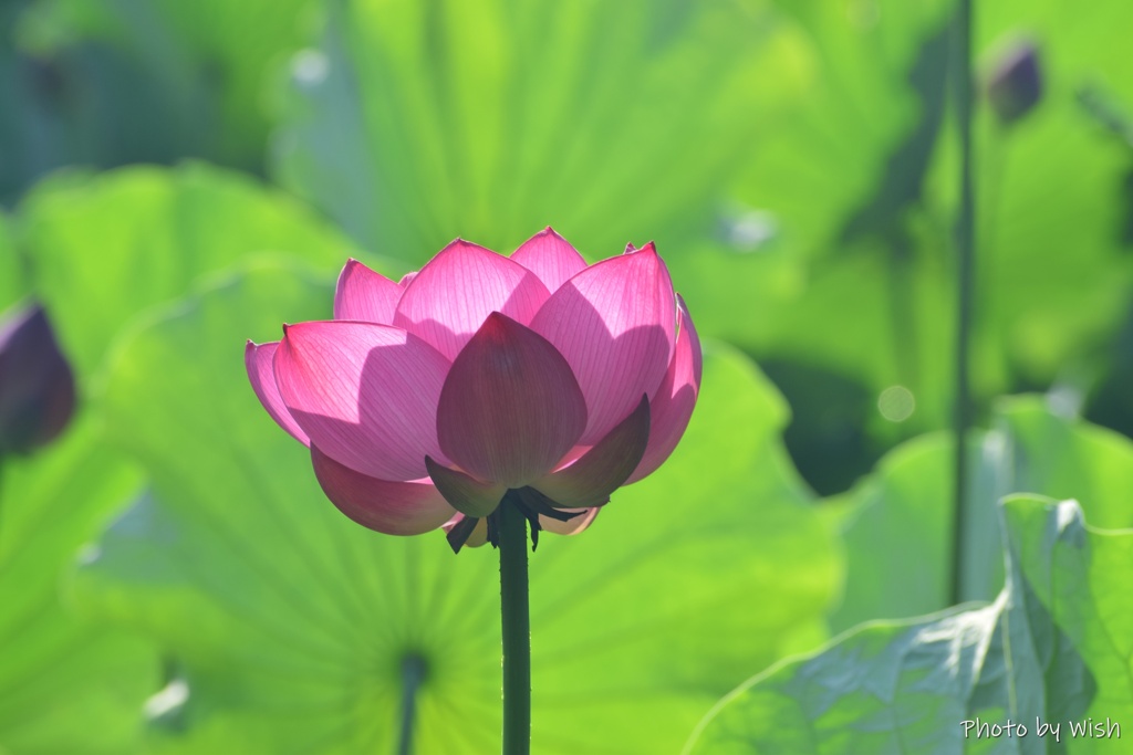 透き通る花弁