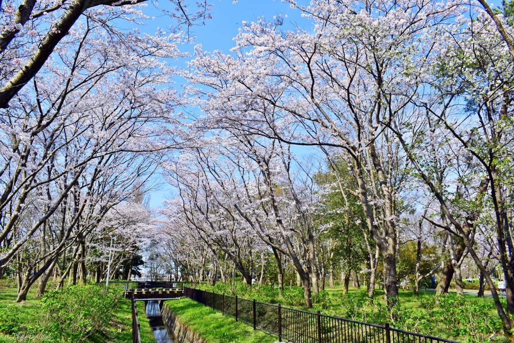 桜並木