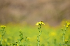 菜の花に...