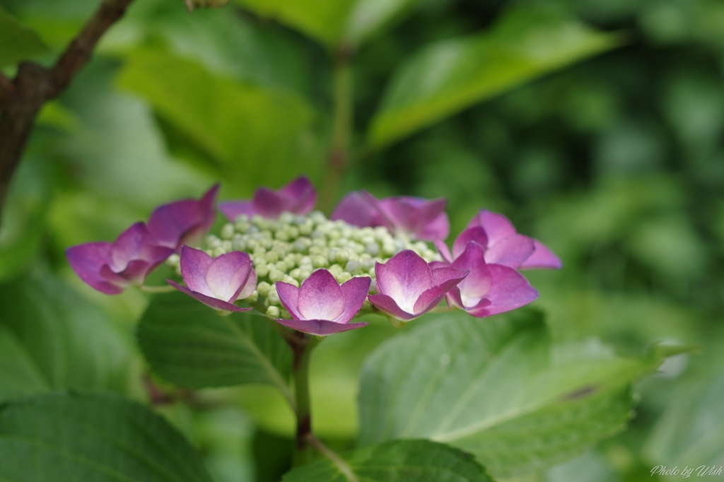 頼成の森　紫陽花