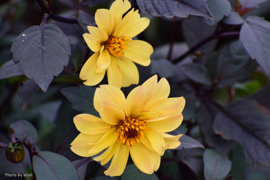 dahlia