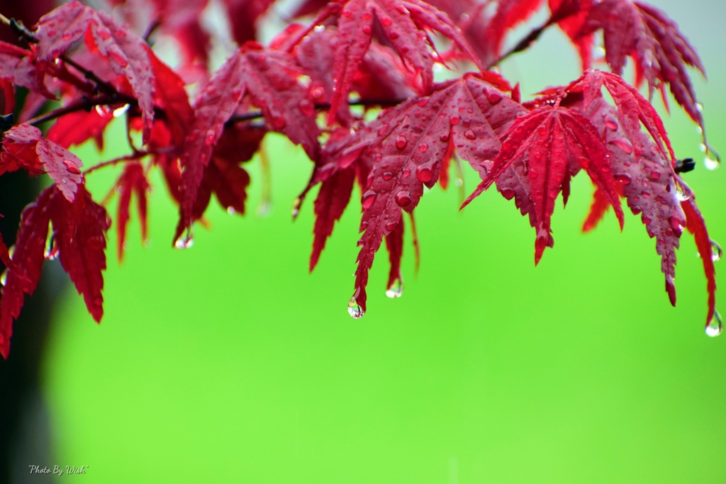 若葉に纏う雫