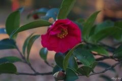 山茶花